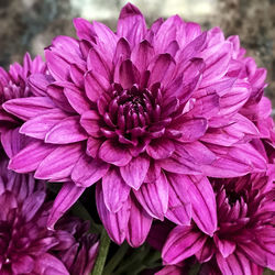 Close-up of purple flowers blooming outdoors