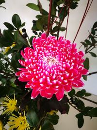 Close-up of pink flowers blooming outdoors