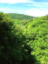 Scenic view of forest against sky