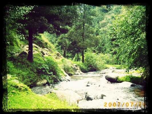 tree, water, transfer print, forest, tranquility, tranquil scene, auto post production filter, stream, scenics, beauty in nature, nature, river, growth, green color, rock - object, non-urban scene, flowing, non urban scene, flowing water, idyllic