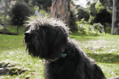 Close-up of dog on field