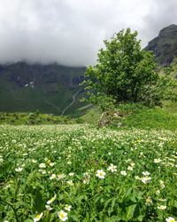 Scenic view of field against sky