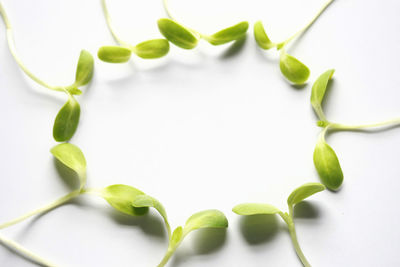 Directly above shot of vegetables against white background