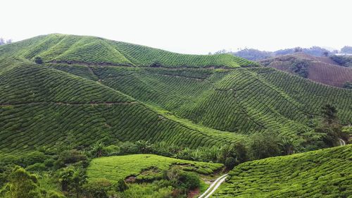 Scenic view of rural landscape