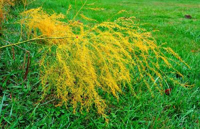 Plants growing on grassy field