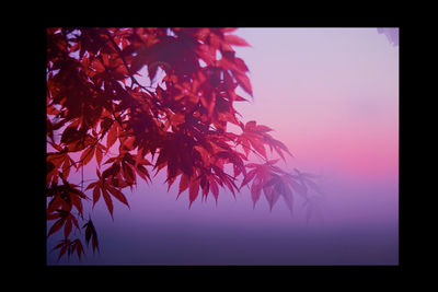 Close-up of tree against clear sky