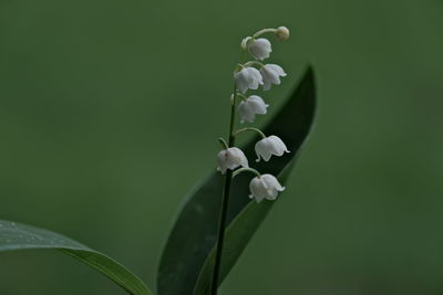 Close-up of white flowering plant