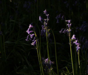 Close-up of purple flowering plant on field