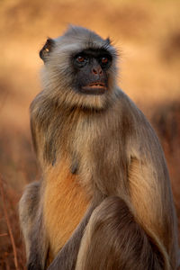 Close-up of monkey sitting in the forest