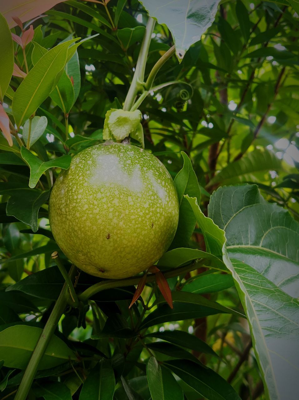 food, fruit, food and drink, healthy eating, plant, leaf, plant part, growth, tree, freshness, wellbeing, produce, green, agriculture, citrus, nature, bitter orange, fruit tree, citrus fruit, no people, flower, organic, ripe, lemon tree, close-up, tropical fruit, outdoors, lemon, hanging, juicy, branch