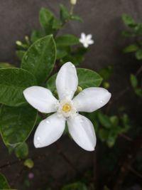 Close-up of wet white flowers blooming outdoors