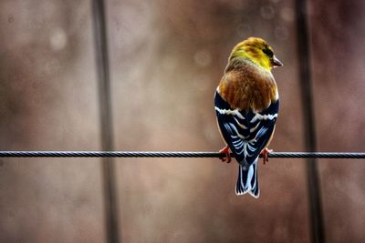 Close-up of bird perching on metal fence