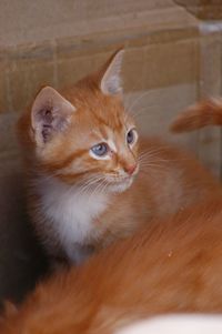 Close-up of cat looking away