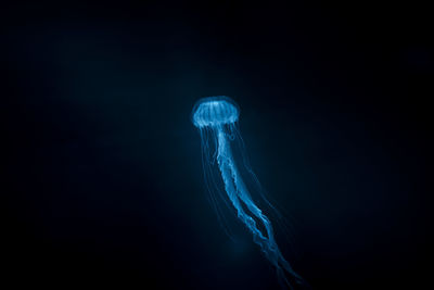 Close-up of jellyfish swimming in sea