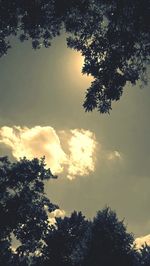 Low angle view of trees against cloudy sky