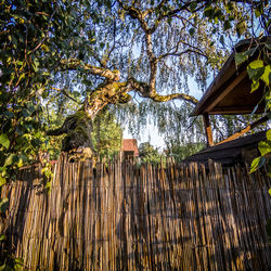 Low angle view of bamboo trees against sky