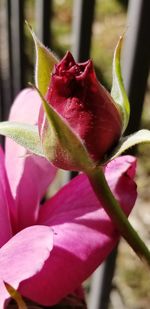 Close-up of pink flower blooming outdoors