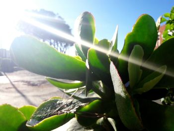 Low angle view of cactus plant against sky