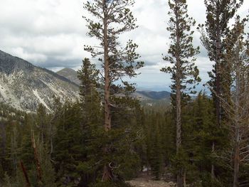 Trees on landscape against sky