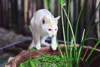 Close-up of cat on potter plant in back yard