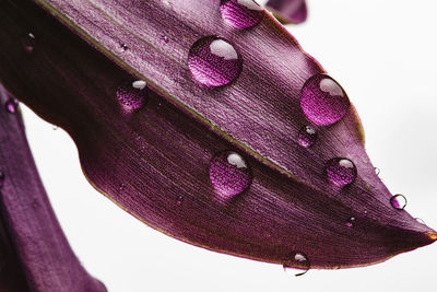 Close-up of water drops on pink flower