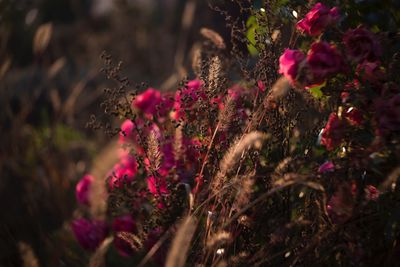 Close-up of pink flowering plants on land