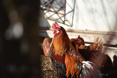 Close-up of rooster