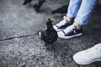 Low section of people by bird perching on footpath