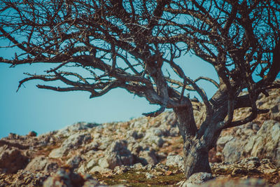 Low angle view of bare tree against blue sky