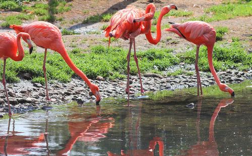 Colorful pink flamingo birds in a close up view on a sunny day
