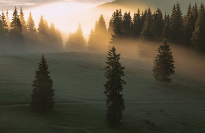 Trees on landscape against sky during sunset