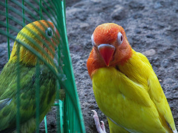 Close-up of parrot in cage