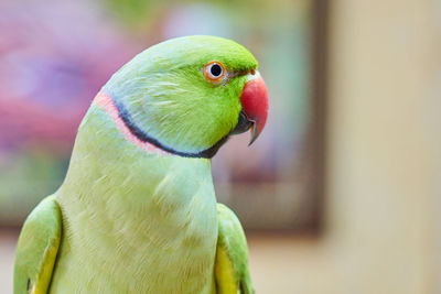 Close-up of parrot perching