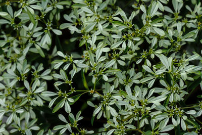 Full frame shot of flowering plants