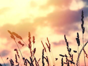 Close-up of silhouette plants against sky during sunset