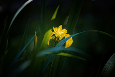 Close-up of yellow flower blooming outdoors