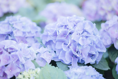 Close-up of purple flowering plants