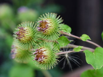 Close-up of flowering plant