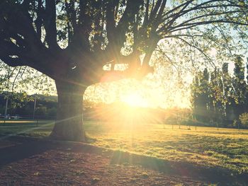 Sun shining through trees