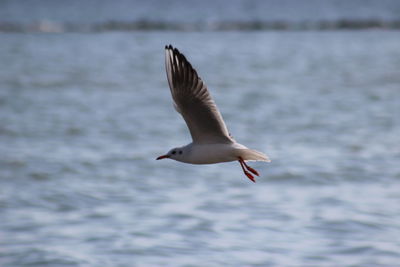 Seagull flying over sea