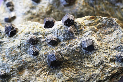 Close-up of lizard on rock