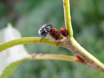 Close-up of insect on leaf