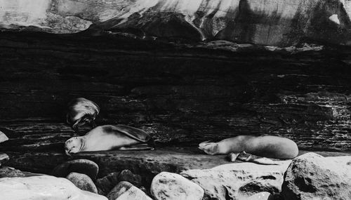 Seal relaxing on rock at sea