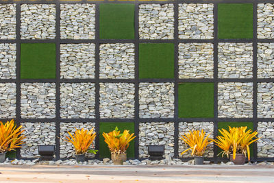 Yellow flowering plants on window