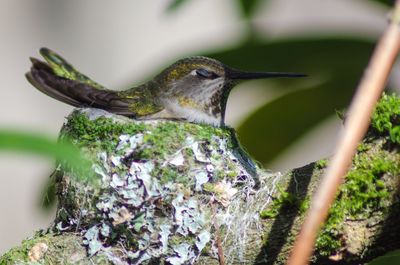 Close-up of bird perching on leaf
