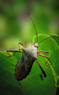 Close-up of acanthocephala terminalis