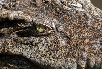 Close-up of lizard