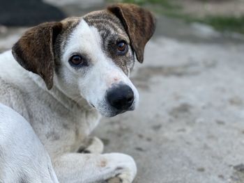 Close-up portrait of dog looking at camera