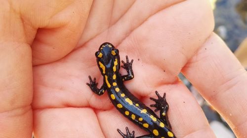 Cropped hand holding lizard