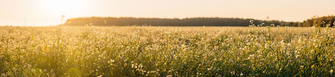 Scenic view of wheat field against clear sky